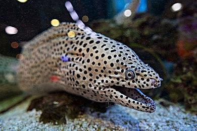 Game Pass 6月上旬阵容公开 《FC 25》领衔